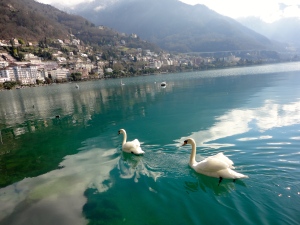 Swan obsessed in Montreux, Switzerland